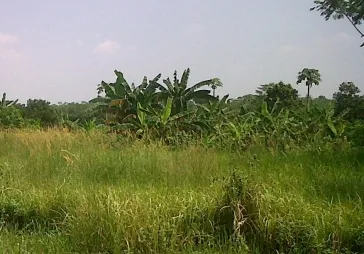 Tanah Raya Pasar Kemis