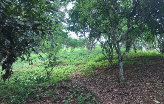 Dijual tanah 28 HA, cikalong, cianjur