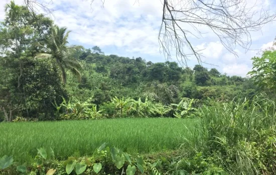 Dijual tanah 28 HA, cikalong, cianjur