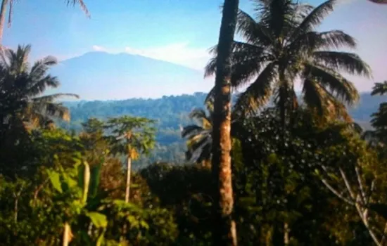 kampung wangun desa nagrak utara cibadak luas 1.1ha