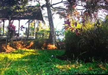kampung wangun desa nagrak utara cibadak luas 1.1ha