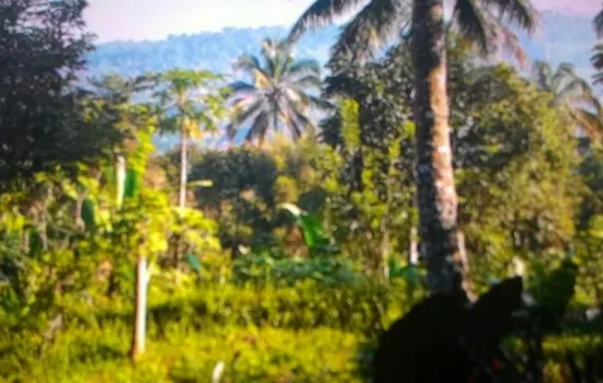 kampung wangun desa nagrak utara cibadak luas 1.1ha