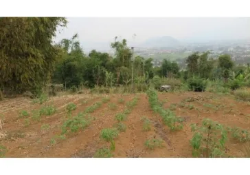 Tanah Puncak Cipanas