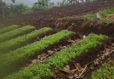Dengan pemandangan indah puncak