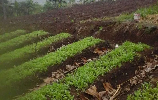 Dengan pemandangan indah puncak