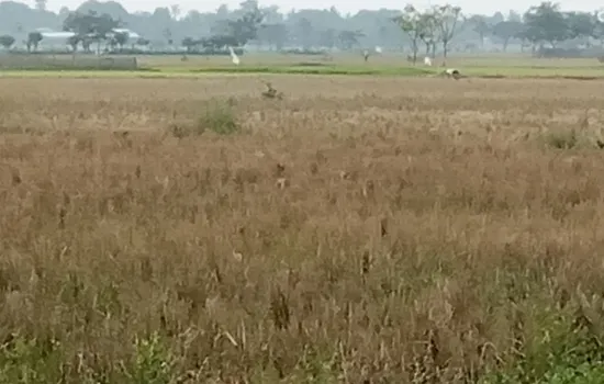 Tanah di tangerang, murah dan strategis