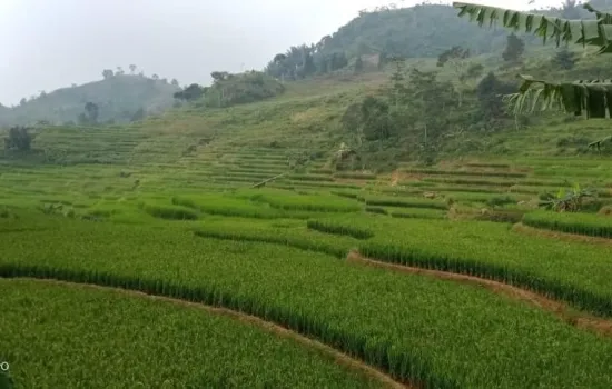 Tanah view bukit n lembah di jalir puncak Bogor