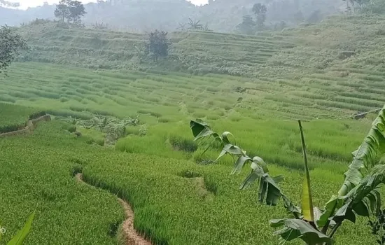 Tanah view bukit n lembah di jalir puncak Bogor