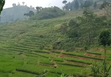 Tanah view bukit n lembah di jalir puncak Bogor