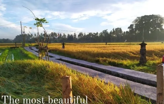 Vila ubud tengah sawah siap huni