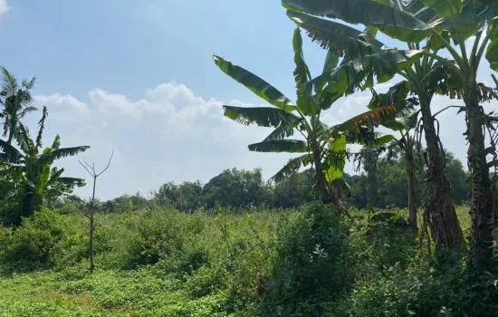 Tanah di cikopo cikampek cocok untuk perumahan