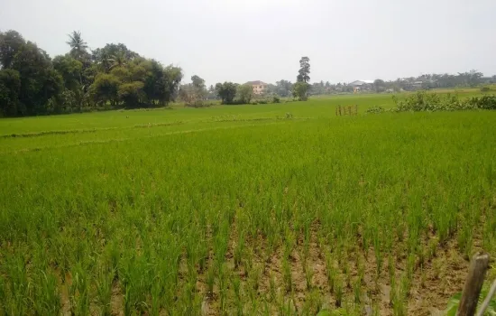 Tanah 1.3ha untuk Gudang atau Pabrik di Balaraja Barat