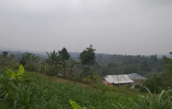 Lahan 80 Ha dan Peternakan Sapi