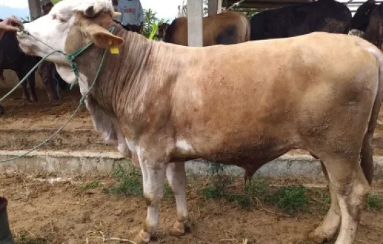 Lahan 80 Ha dan Peternakan Sapi