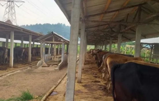 Lahan 80 Ha dan Peternakan Sapi