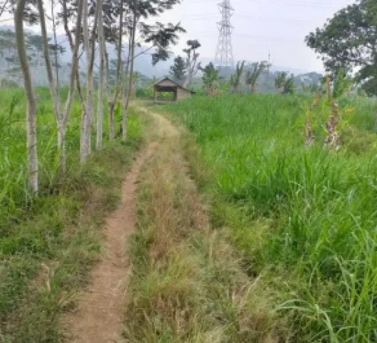 Lahan 80 Ha dan Peternakan Sapi