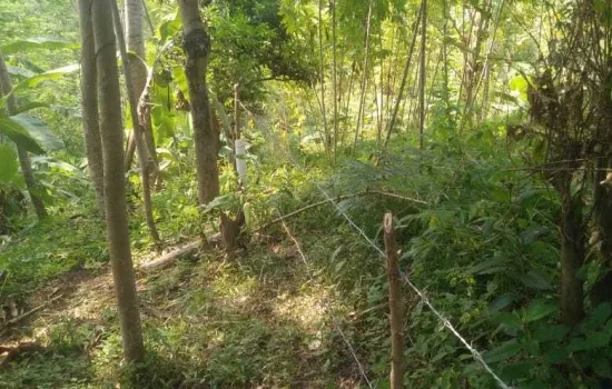Kavling desa cikakak, sukabumi Luas 4 149 m2