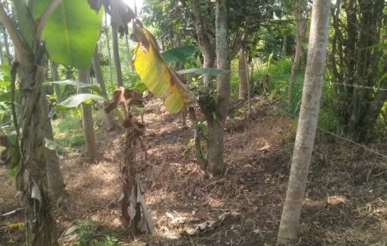 Kavling desa cikakak, sukabumi Luas 4 149 m2