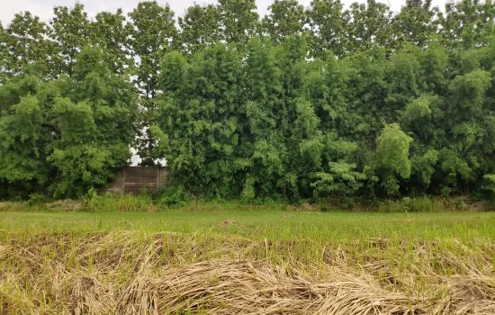 Tanah Kavling Kedaton Golf Suvarna Padi