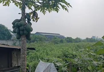 Pinggir jln raya serang