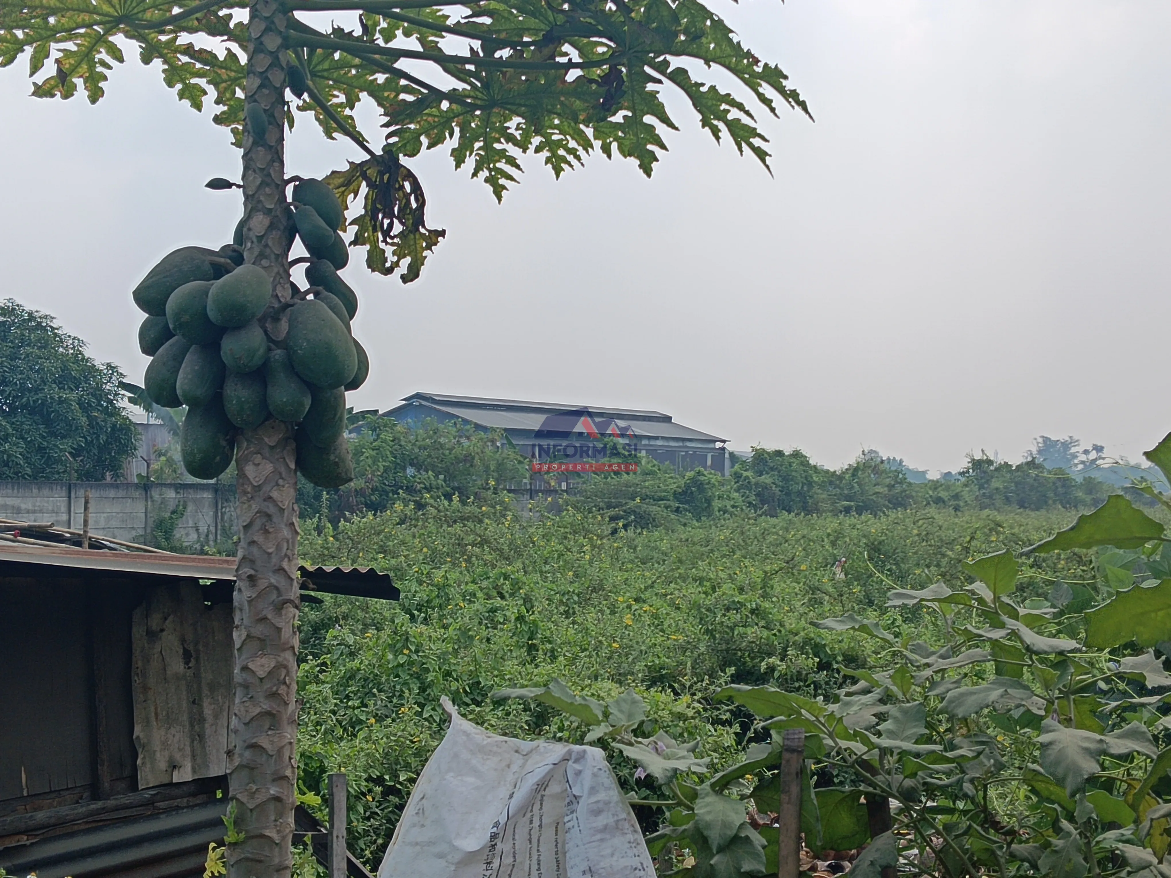 Pinggir jln raya serang