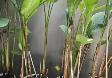 Tanah kavling lingkungan nyaman di bsd