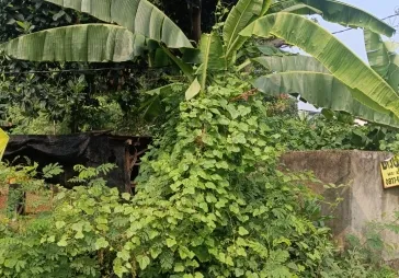 Lokasi bagus, bebas banjir, deket taman